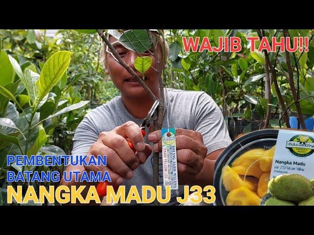 MENENTUKAN CABANG UTAMA BIBIT NANGKA J33 || TEKAM YELLOW || JURAGAN 33 #nangkamadu #j33 #tekamyellow