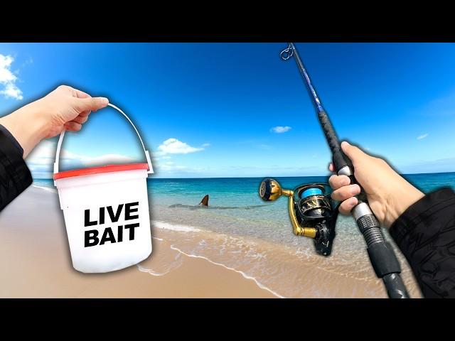 Fishing the Most SHARK INFESTED Beach in the World (Surprise Catch!)