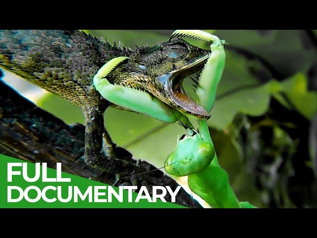 Praying Mantises - Deadly Killers of the Insect World | Free Documentary Nature