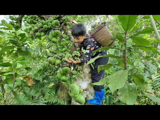 Nam - poor boy: Picking wild figs to sell. The orphan boy's joy when he sold all his fruit