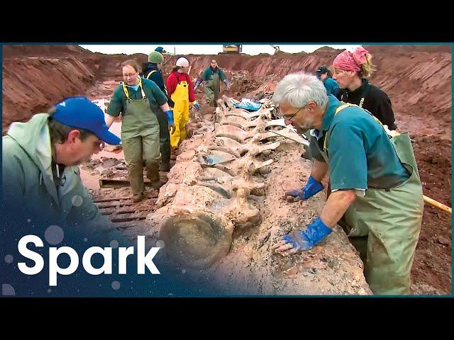 Uncovering The Skeleton Of A Rare Blue Whale | Raising Big Blue | Spark