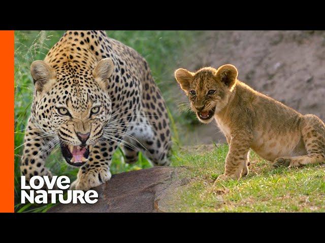 Lost "Misfit" Lion Cub Survives A Night of Horror | Love Nature