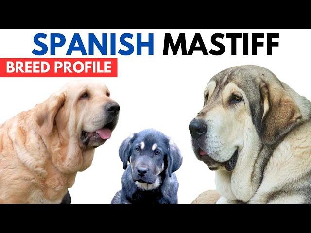 Spanish Mastiff Breed Profile History - Price - Traits - Spanish Mastiff Grooming Needs - Lifespan