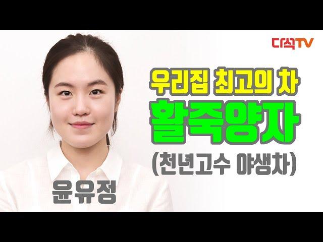 [우리집 최고의 차] 2020년 활죽양자 윤유정
