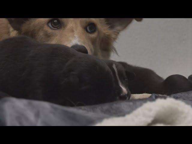 Dozens of puppies arrive at Fayetteville rescue shelter ahead of Christmas