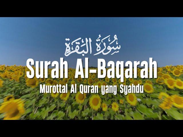 Surah Al Baqarah Dengan Suara Indah Membuat Hati Tenang