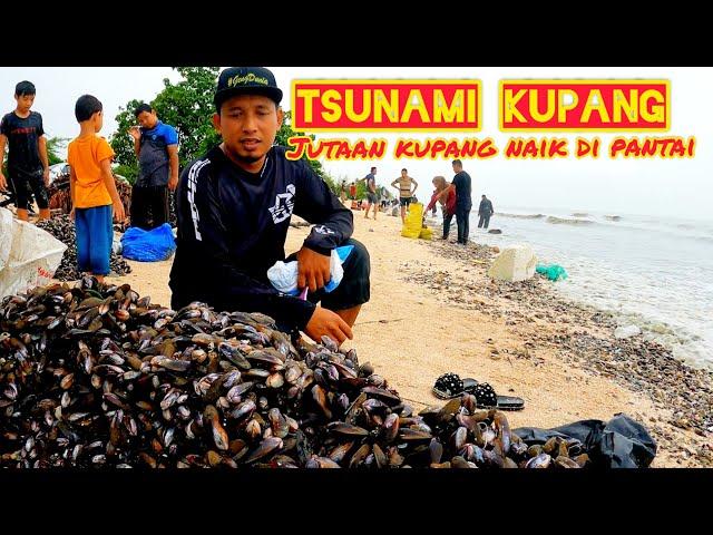 AWAS!!! Jutaan Kupang Naik Ke Pantai// Rezeki Untuk Kita..