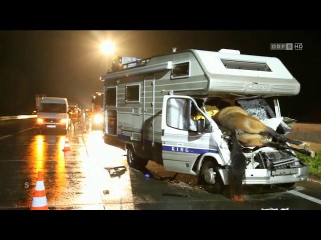 Pferde verursachen Unfälle aut Autobahn ORF Salzburg heute