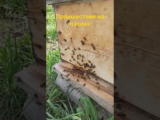 Сезон 2024 Воровство на пасеке #bee #beekeeper #beekeeping  #2024 #пчелы #пасека #пчеловодство