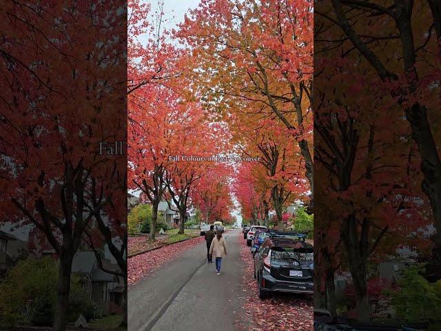 Fall Colors in East Vancouver, Canada