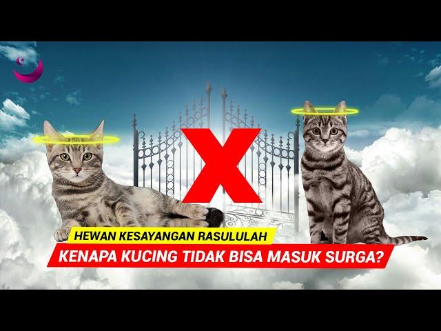 MENYEDIHKAN! TERNYATA INI ALASAN KUCING TIDAK BISA MASUK SURGA!