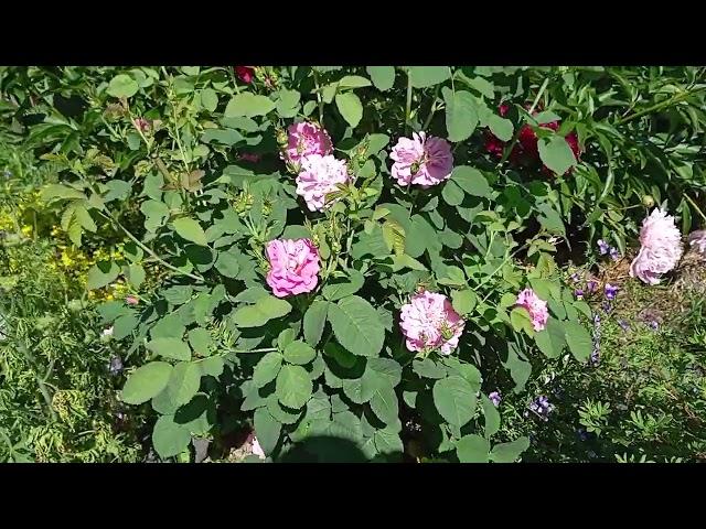 Прищипка флоксов на пышное цветение
