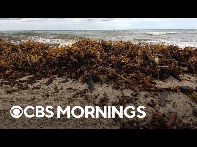 Sargassum masses are threatening Florida's environment and tourist economy