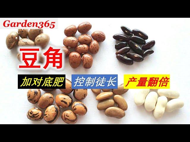 【种豆角】豆角底肥你加对了吗？｜为什么我的豆角光长叶？｜叶子发干边缘卷曲