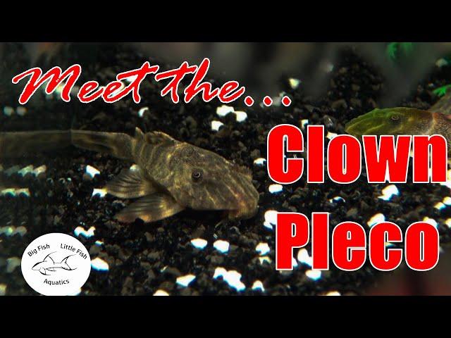 Meet the Clown Pleco (L104) | Species Profile