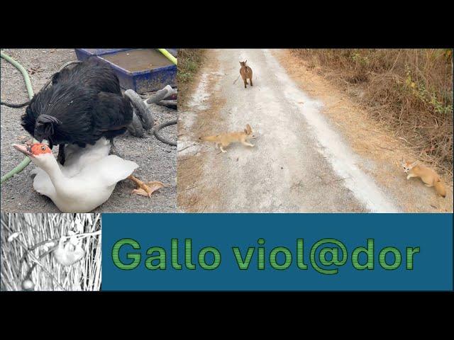 Gallo abusa sesualmente de Pata y Las zorras campan a sus anchas