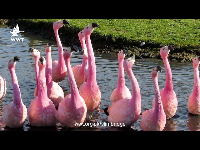 Andean Flamingo courtship dance | WWT Slimbridge