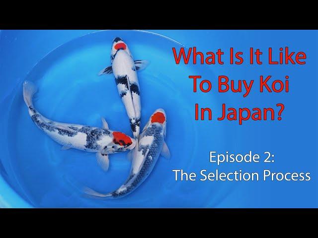 What Is It Like To Buy Koi In Japan? Episode 2 - The Selection Process