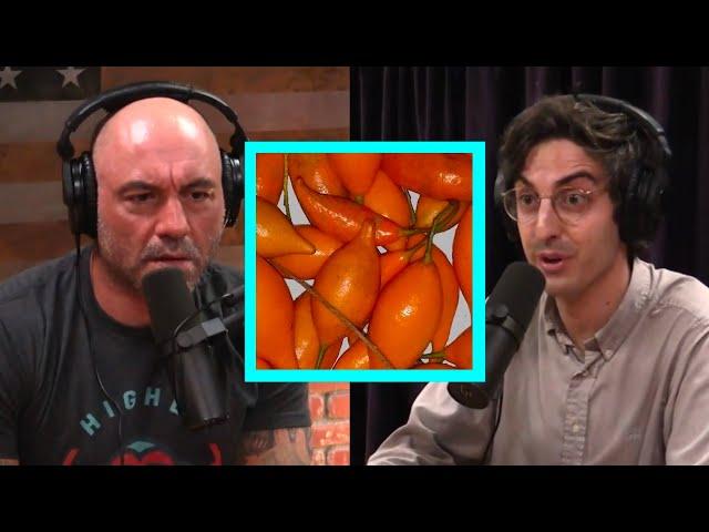 Joe and Hamilton Morris discuss Ibogaine, Medical Benefits & Legalization | Joe Rogan Experience