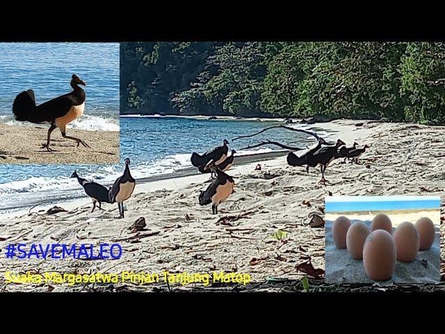 Maleo burung endemik Sulawesi || #savemaleo