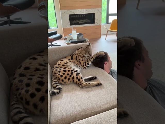 Chloe the serval attacks her dad :(
