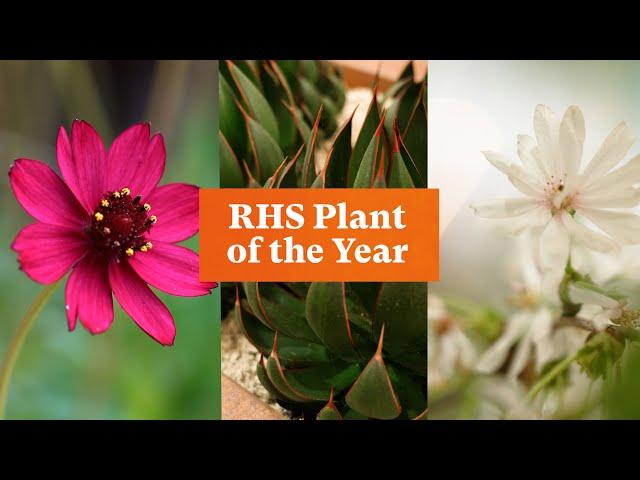 And the winners of RHS Plant of the Year 2024 are... | The RHS