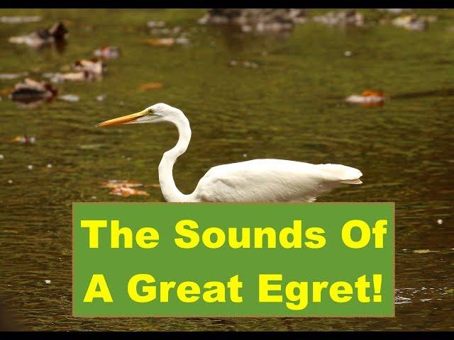 The Sounds Of A Great Egret!