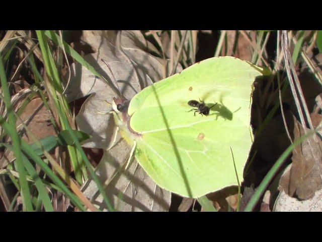 Zitronenfalter - Gonepteryx rhamni