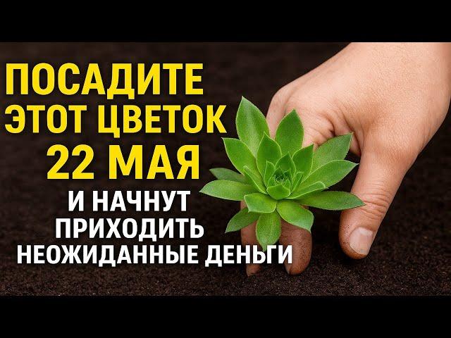 Посадите этот цветок 22 мая в день Николая Чудотворца и начнут приходить неожиданные деньги