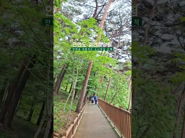 태안 가볼만한곳, 안면도 자연휴양림