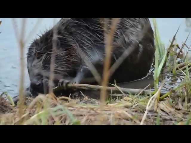 Bebras / European beaver / Castor fiber