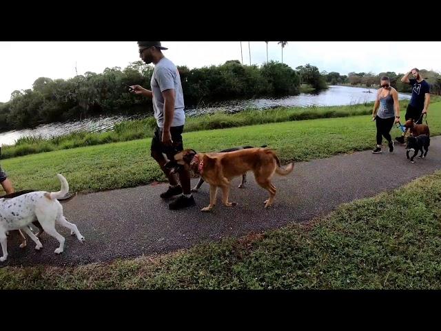 Smart Dogs Pack Walk - October