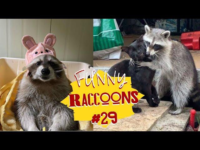 Cмешные ЕНОТЫ #29 / Приколы с ЕНОТАМИ 2022 / Funny Raccoons.