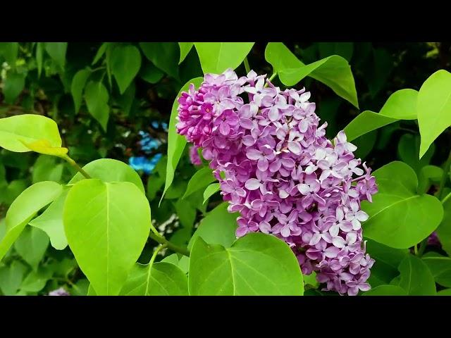  Get the Best Results: How Often to Water Lilac?