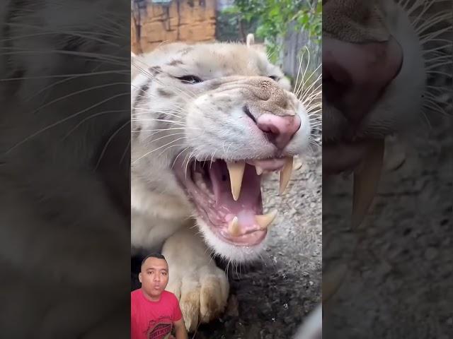 Pertumbuhan anak harimau anak badak dan anak banteng cerita ken fakih #shorts