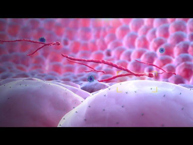 Ebola Virus - Mechanism of Action - 3D Medical Animation