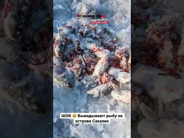 22.01.2023 залив Мордвинова, Охотское море. Рыбаки просто оставляют навагу на льду. 