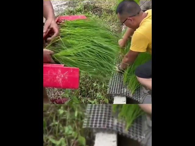 Amazing Rice planting technique#shorts #china #agriculture