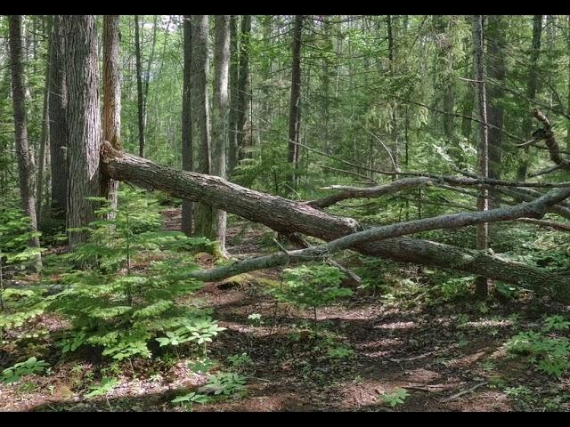 A Minor Forest: Sunday Morning Flute Meditation