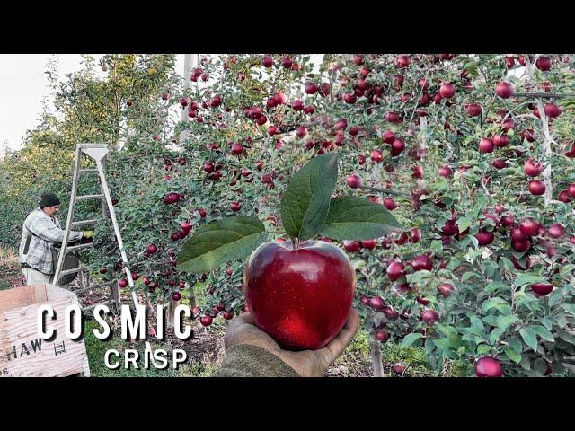 Esta nueva manzana esta revolucionando las ventas en el mercado Estadounidense