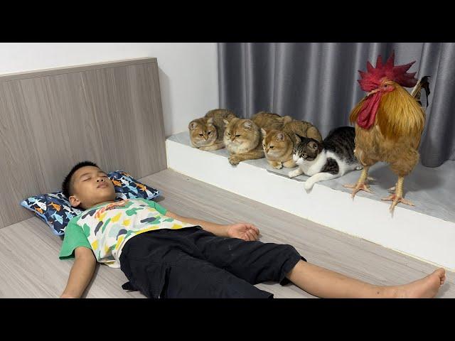 In the end only the rooster could wake me up!How do all the cats react when I sleep?Funny cute pets