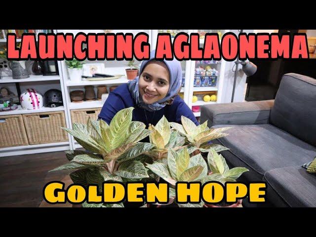 LAUNCHING AGLAONEMA "GOLDEN HOPE" GREG HAMBALI - EP 15