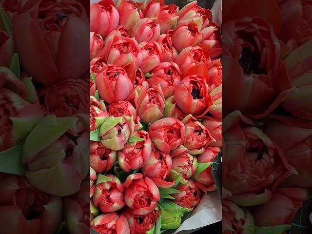 ТЮЛЬПАНЫ ФАНТАСТИЧЕСКИЕ  #flowers