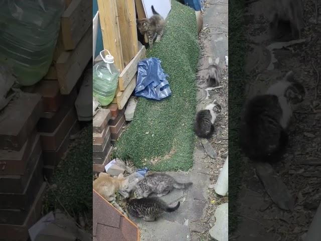 6 малышей погибают в гаражах