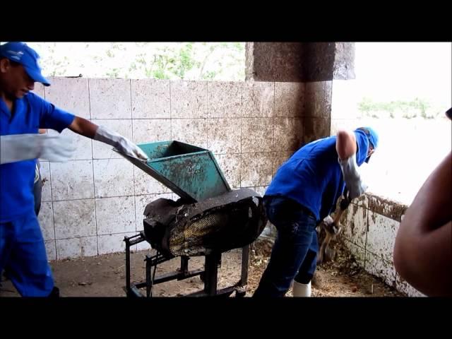 Cactus chopped mechanically for livestock feeding