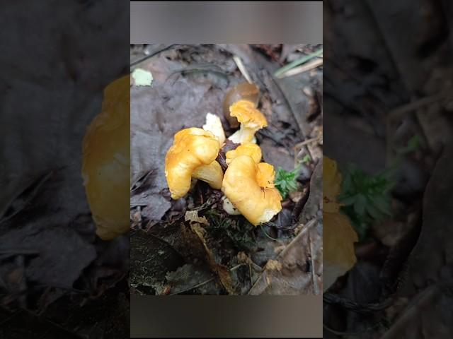 Лисички замёрзли в Подмосковье #лисички #грибы #шортс #mushroom  #shorts гриблиса #лес #природа