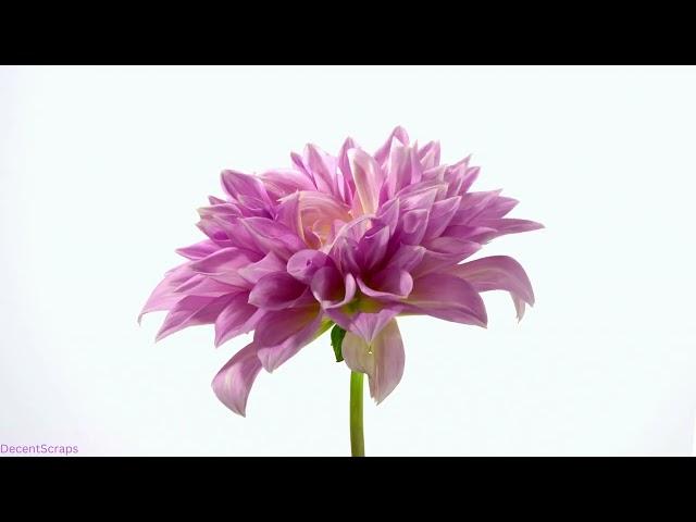 Dahlia Blooming | time lapse | Amazing Nature