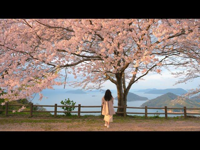 Vlog | Chasing Cherry Blossoms: Traveling to Kagawa and Onomichi in Japan! 4K HDR