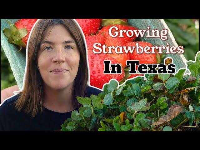 How to grow strawberries in Texas!