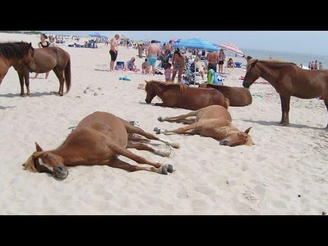 Funniest Horse Videos of 2024 